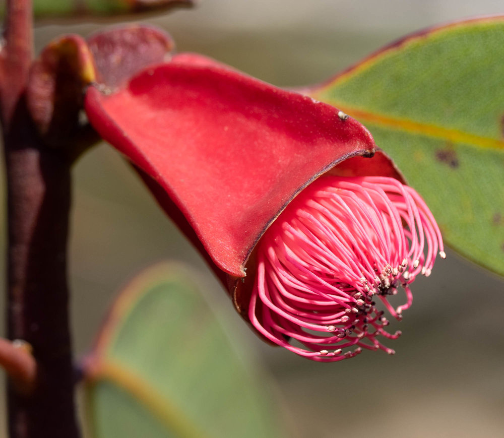 Eucalyptus tetraptera (Square-fruited Mallee)