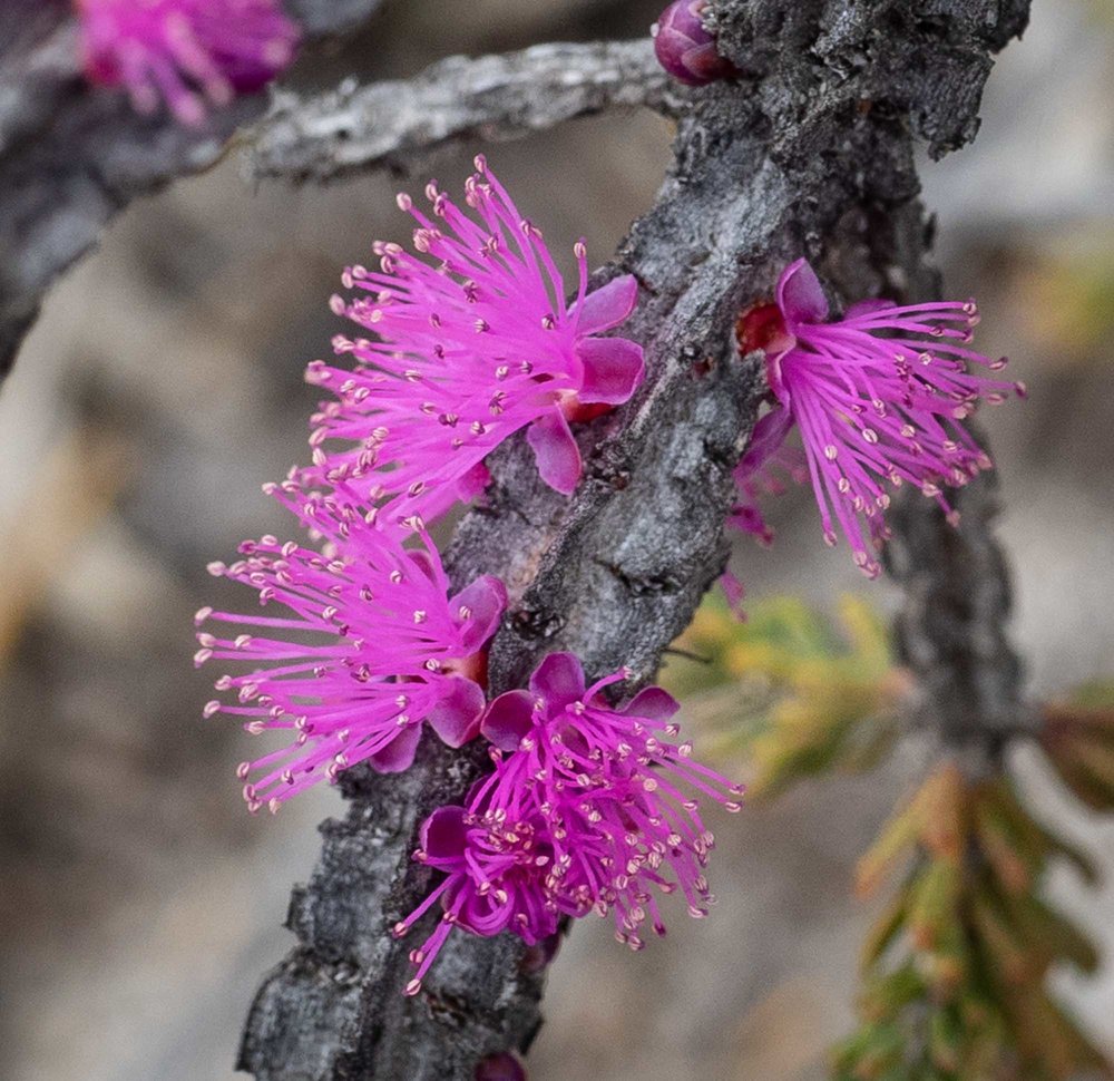  Point Anne, Fitzgerald River NP - west (Sept) 