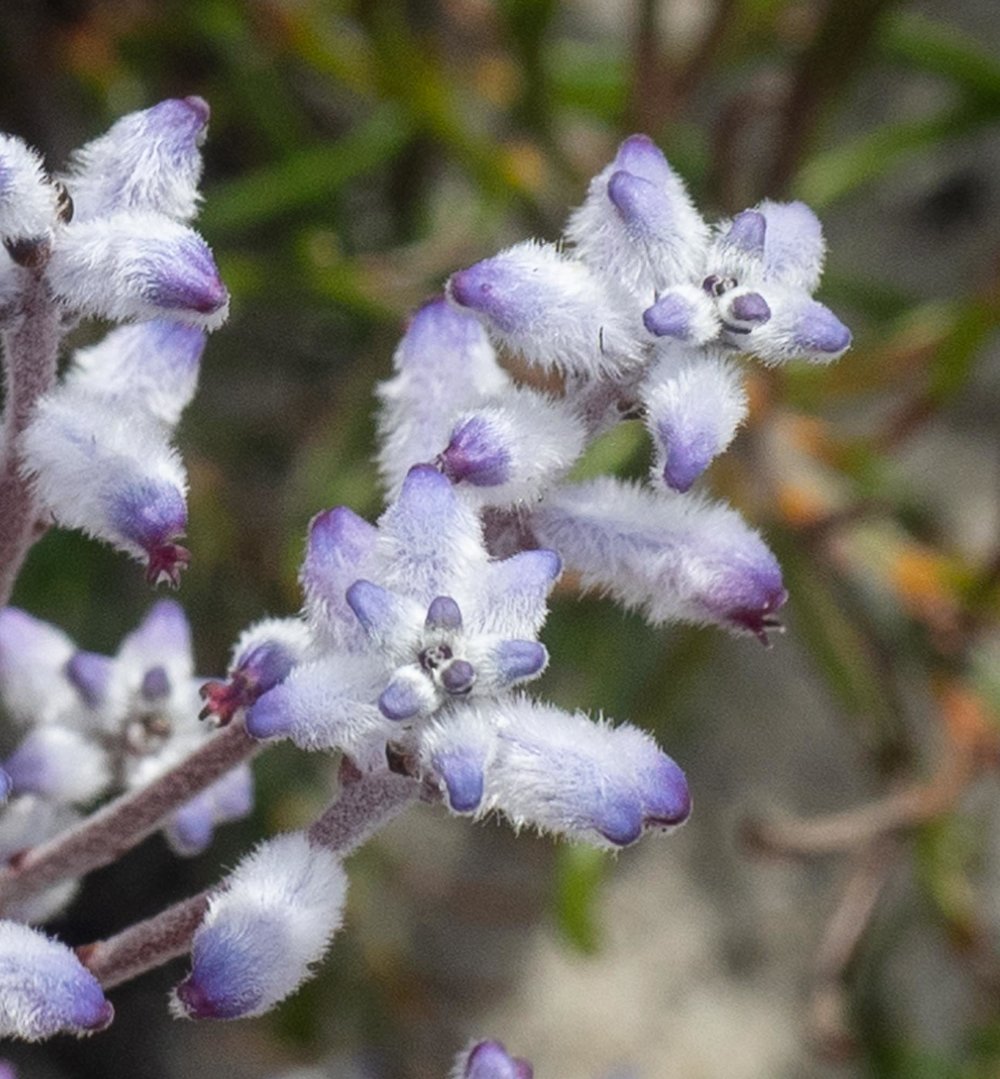 Conospermum distichum (Smokebush)