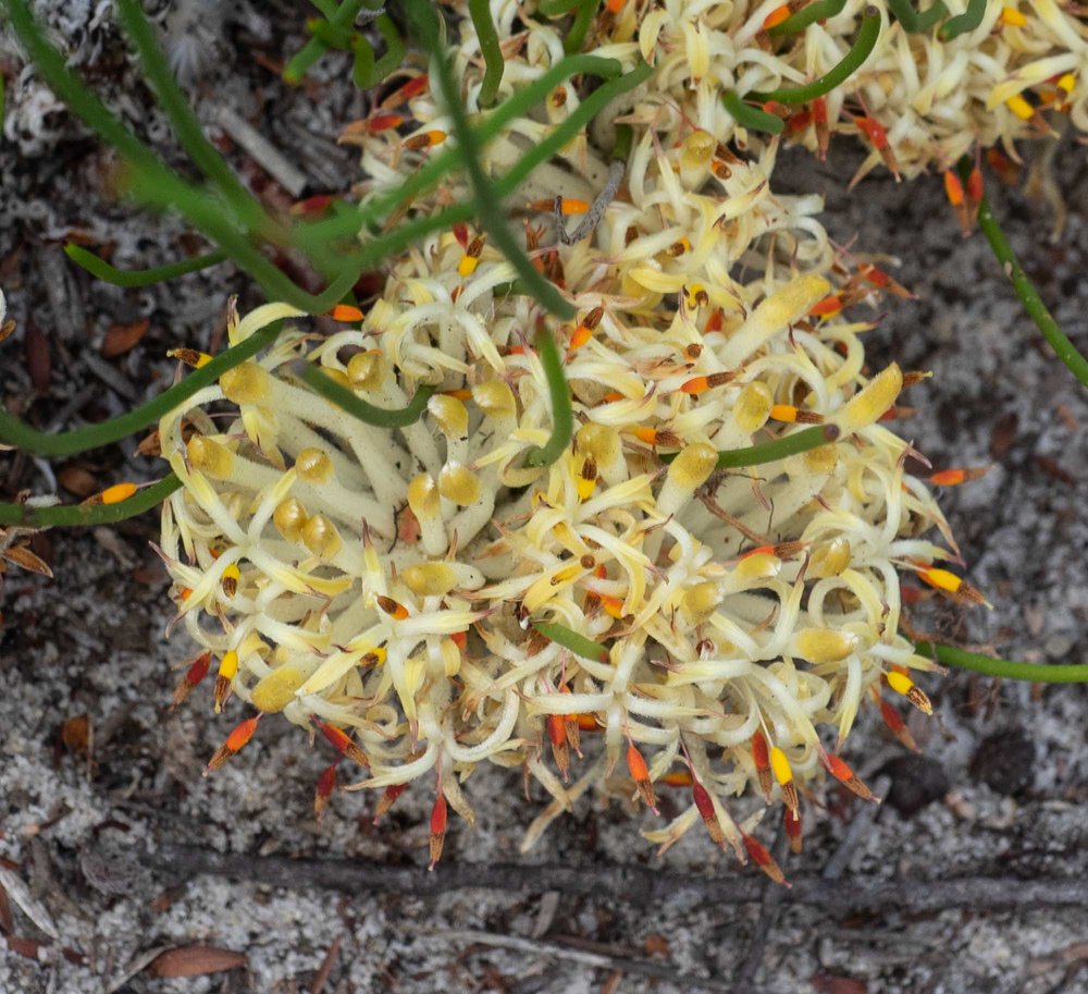 Petrophile longifolia (Long-leafed Conebush)