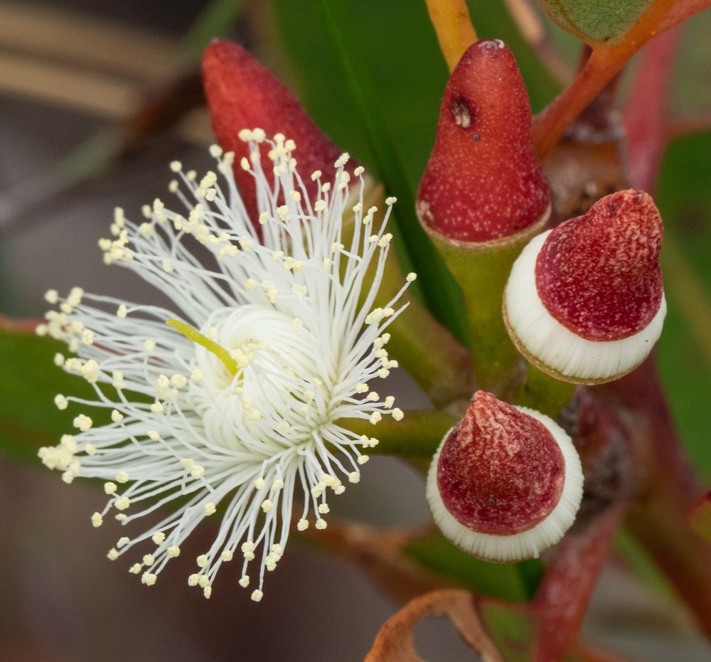 Eucalyptus marginata (Jarrah)