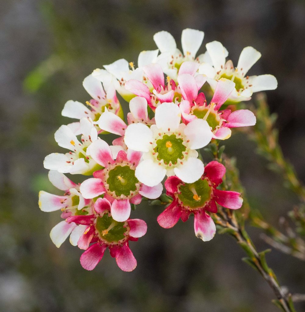 Chamelaucium megalopetalum (Large Waxflower)