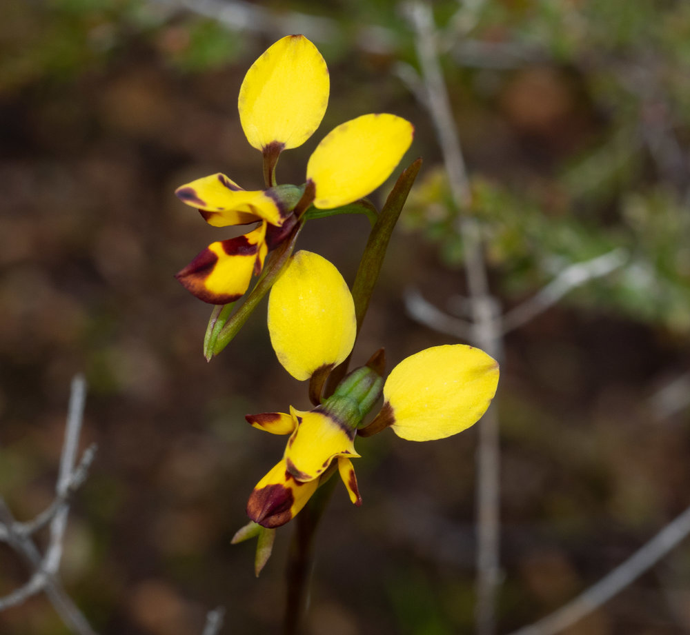 Diuris decrementa (Common Bee Orchid)