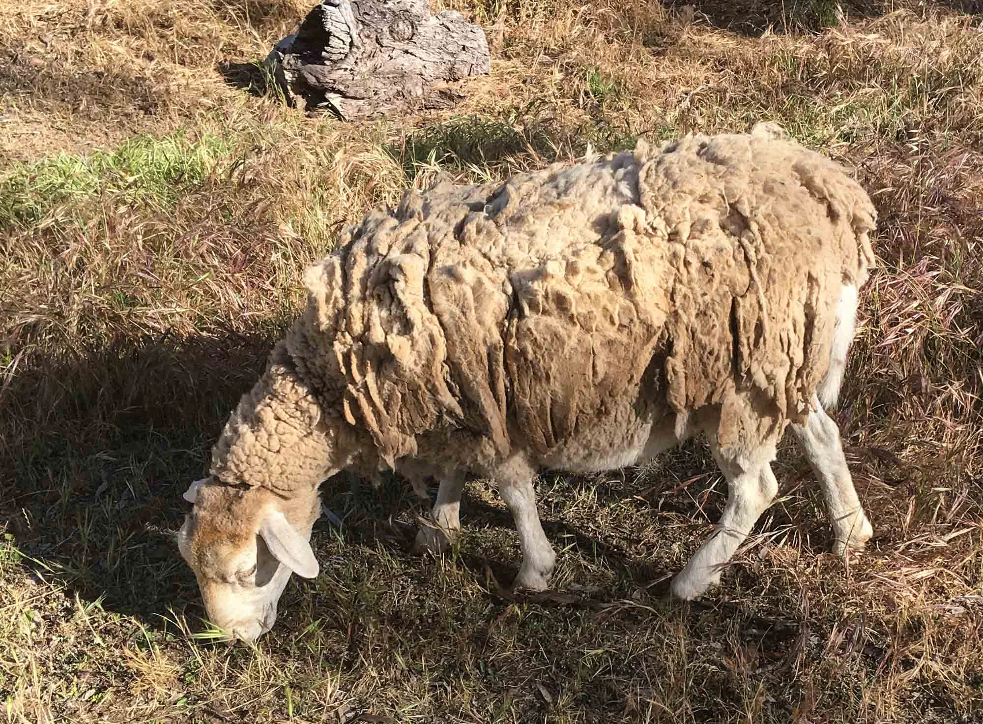 This old girl had two lambs in tow. She was part of a small flock that regularly stampeded through camp, on their way to the water trough … which just happened to be right outside the shower block! Her coat looks well overdue for a clip, but she seemed happy enough.