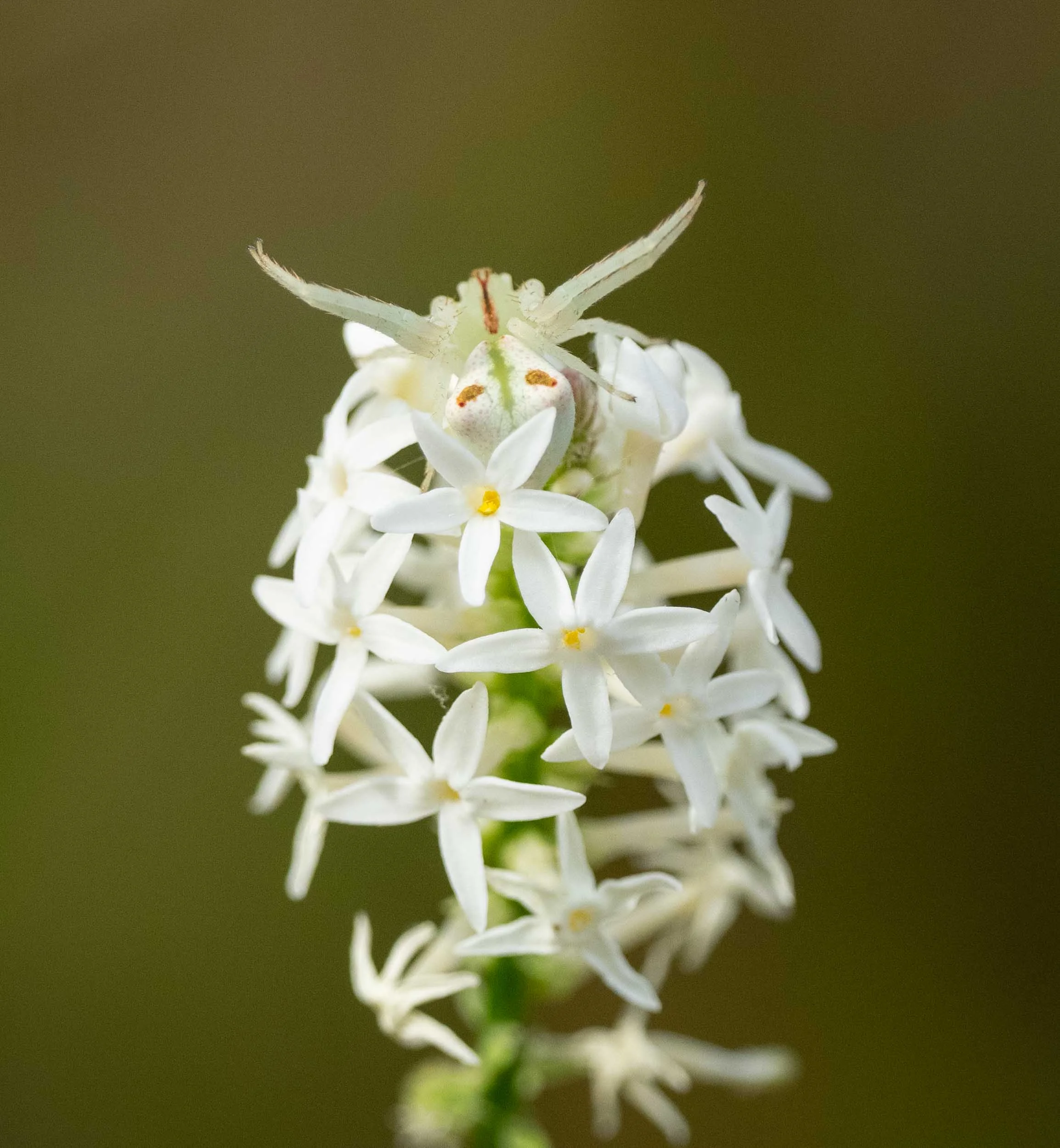 Stackhousia monogyna (‘Creamy Candles’) Photo taken 13th November