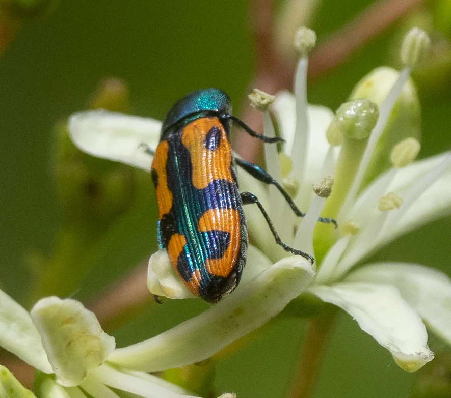 This Jewel Beetle was allowed only a few seconds on the bush before the bee chased it off.
