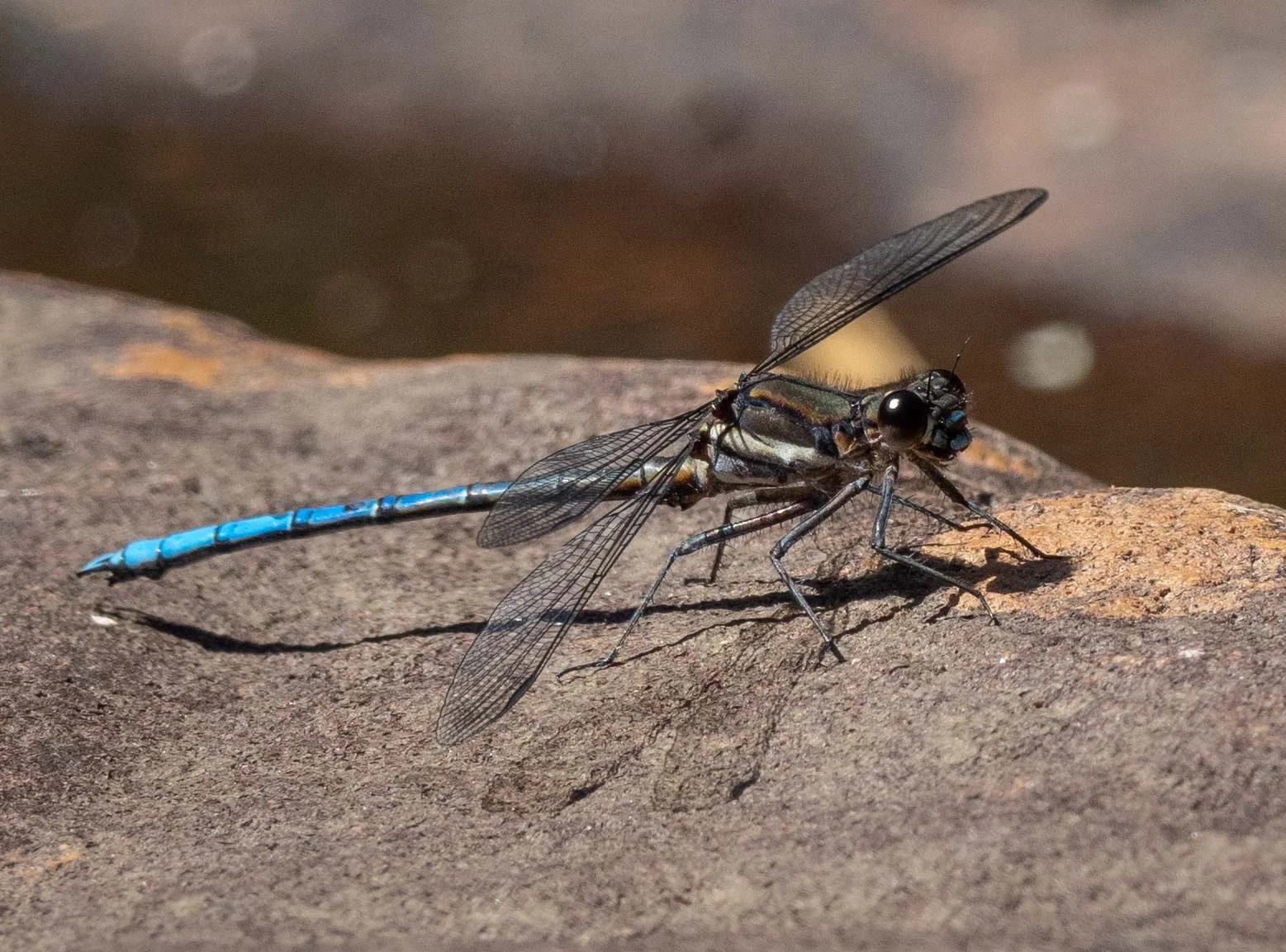 Dragonfly habitats — Life in a Southern Forest