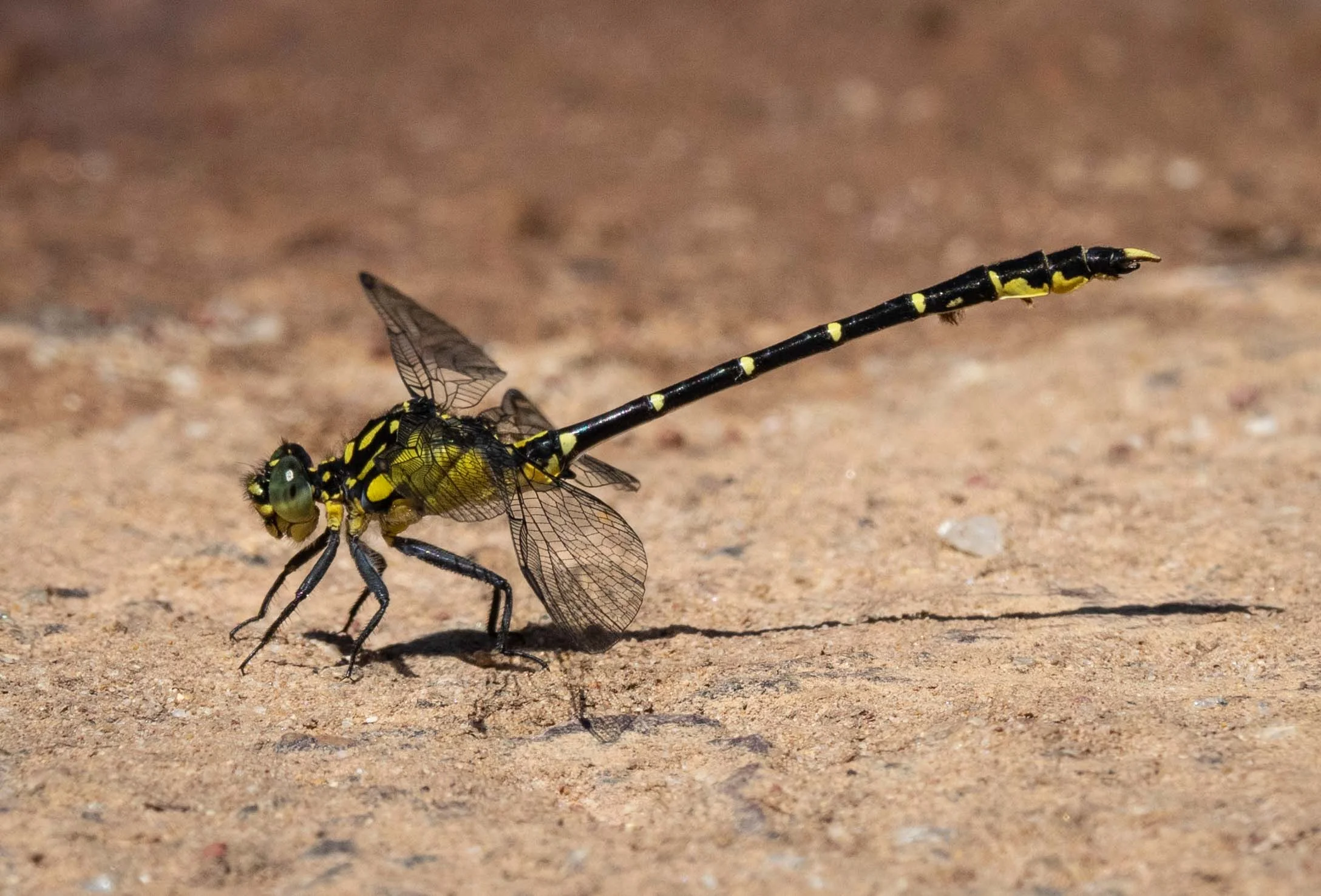26/12/18: a male Southern Vicetail ( Hemigomphus gouldii )