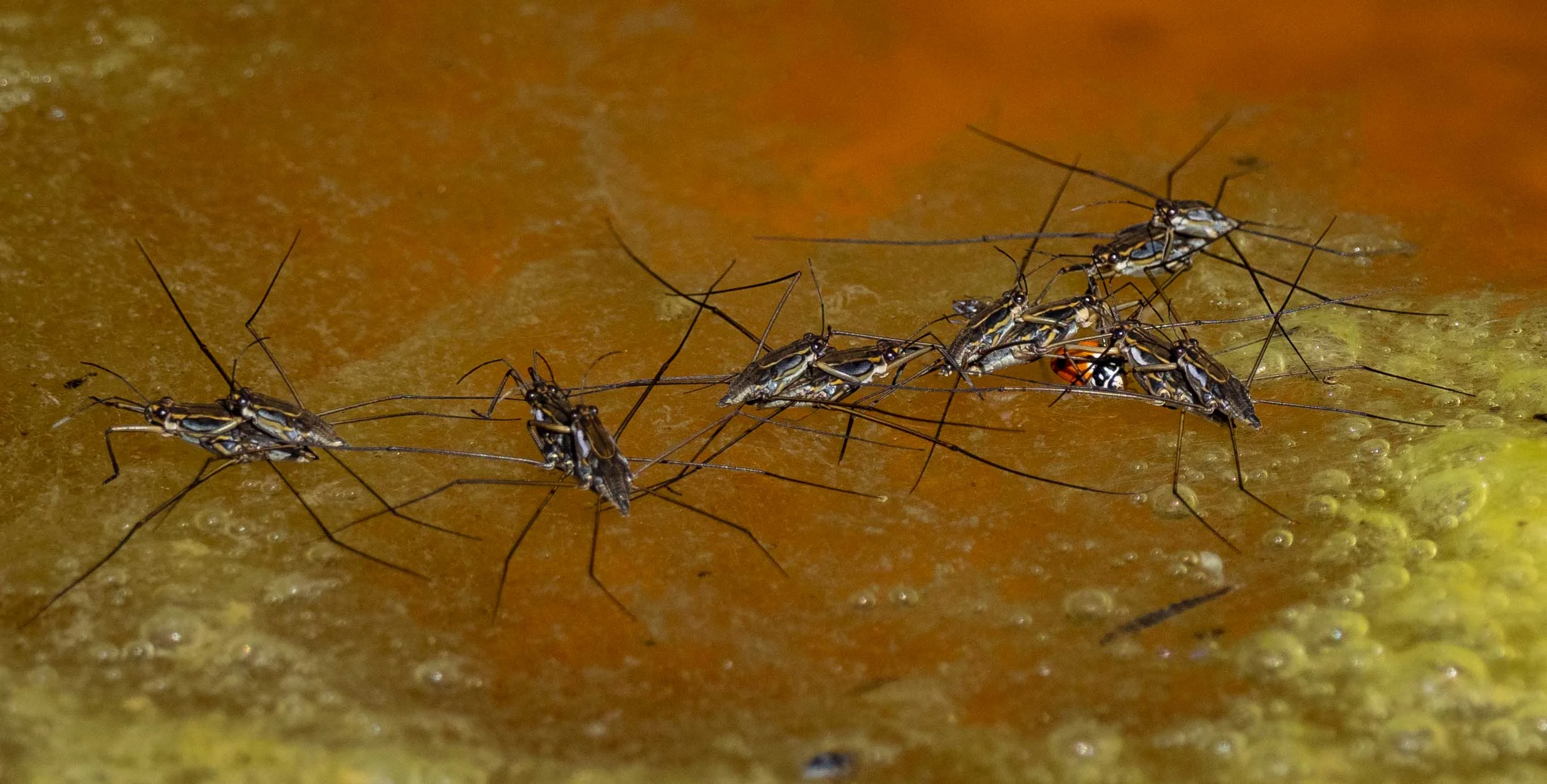 25/12/18: water striders fighting over their Xmas lunch