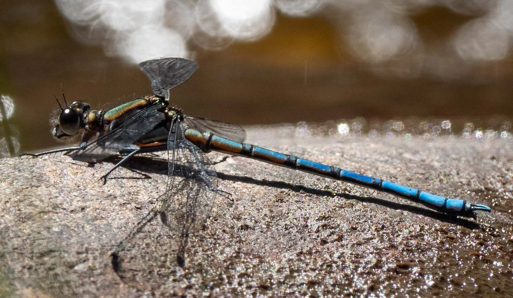 Dragonfly habitats — Life in a Southern Forest