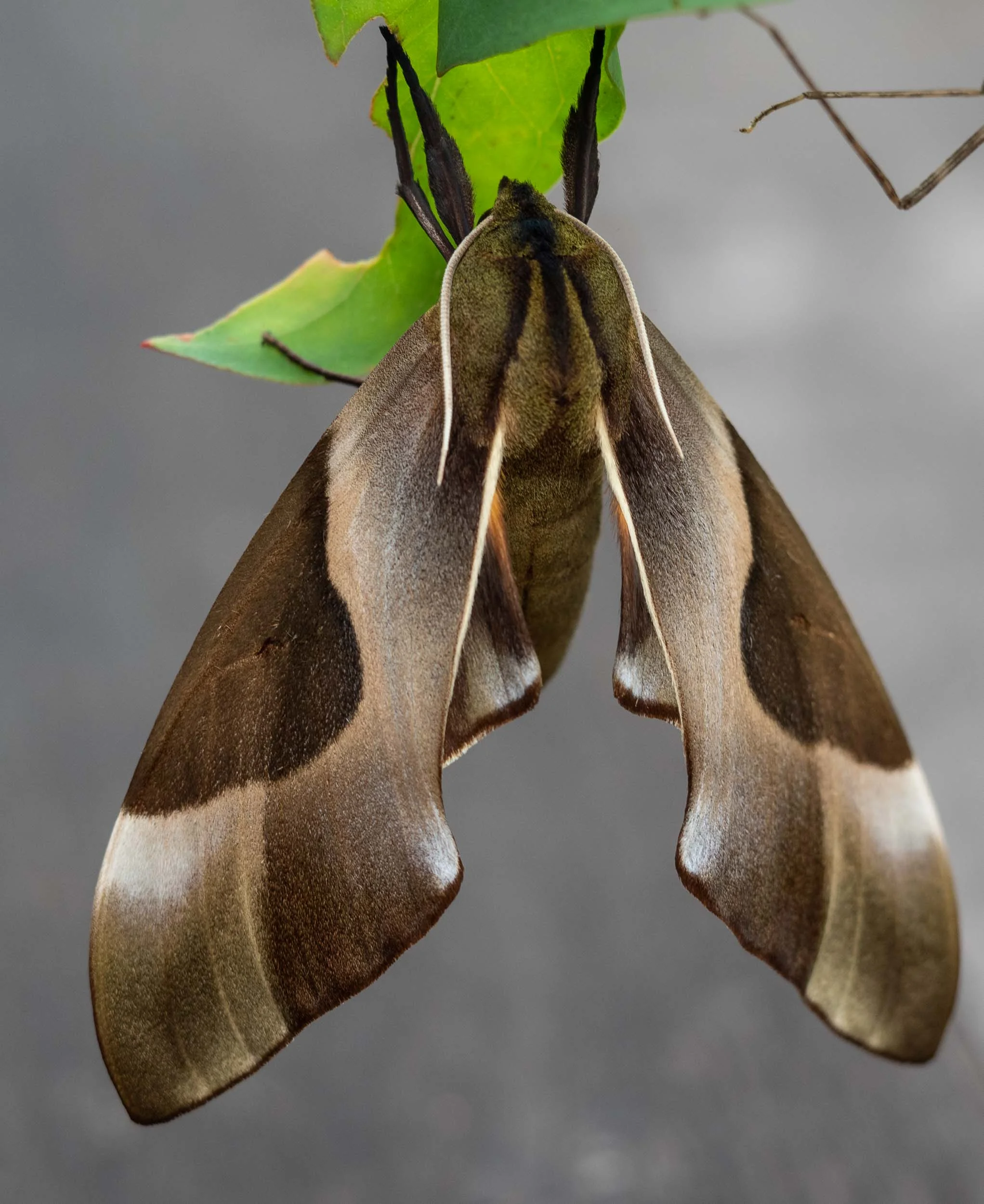Double-headed Hawk Moth ( Coequosa triangularis ) - having emerged from its pupal shell just hours before.