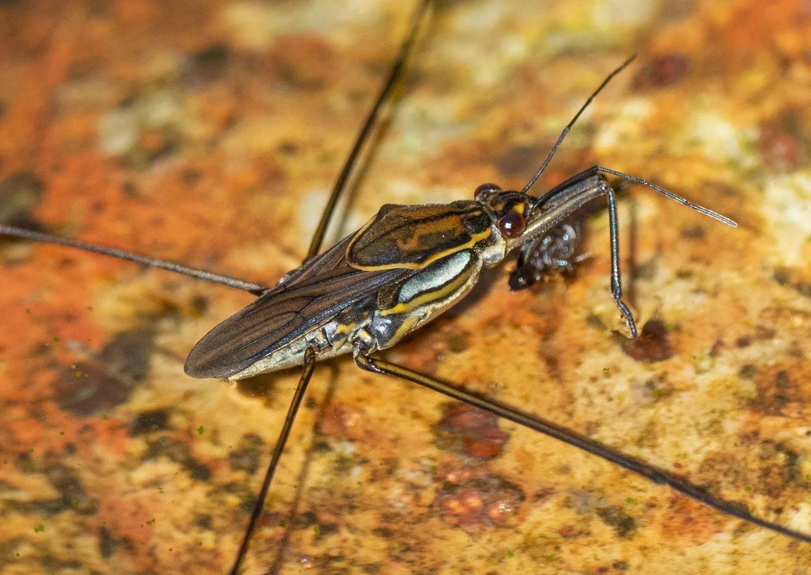 A single, winged T. euphrosyne suddenly appeared on our home frog pond last week. This is the first time we can recall ever seeing a water strider here.
