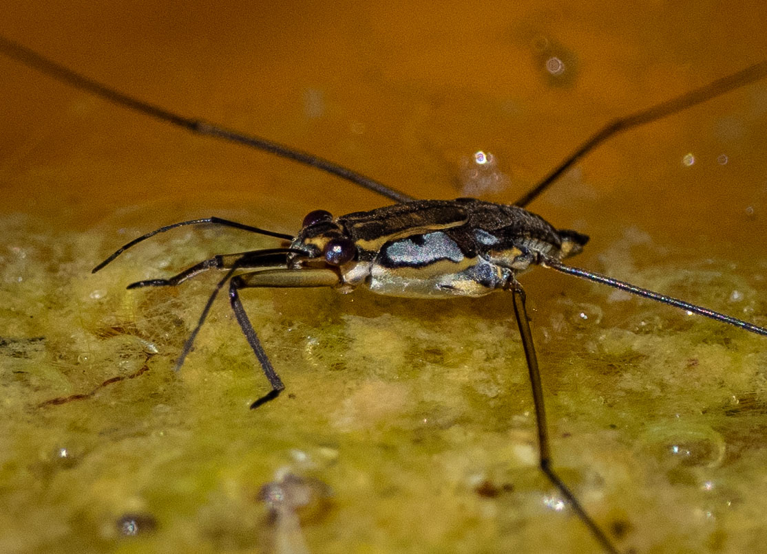 A wingless T. euphrosyne male, resting briefly on an algal mat