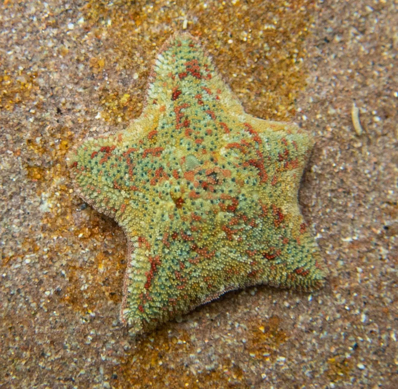 Parvulastra exigua