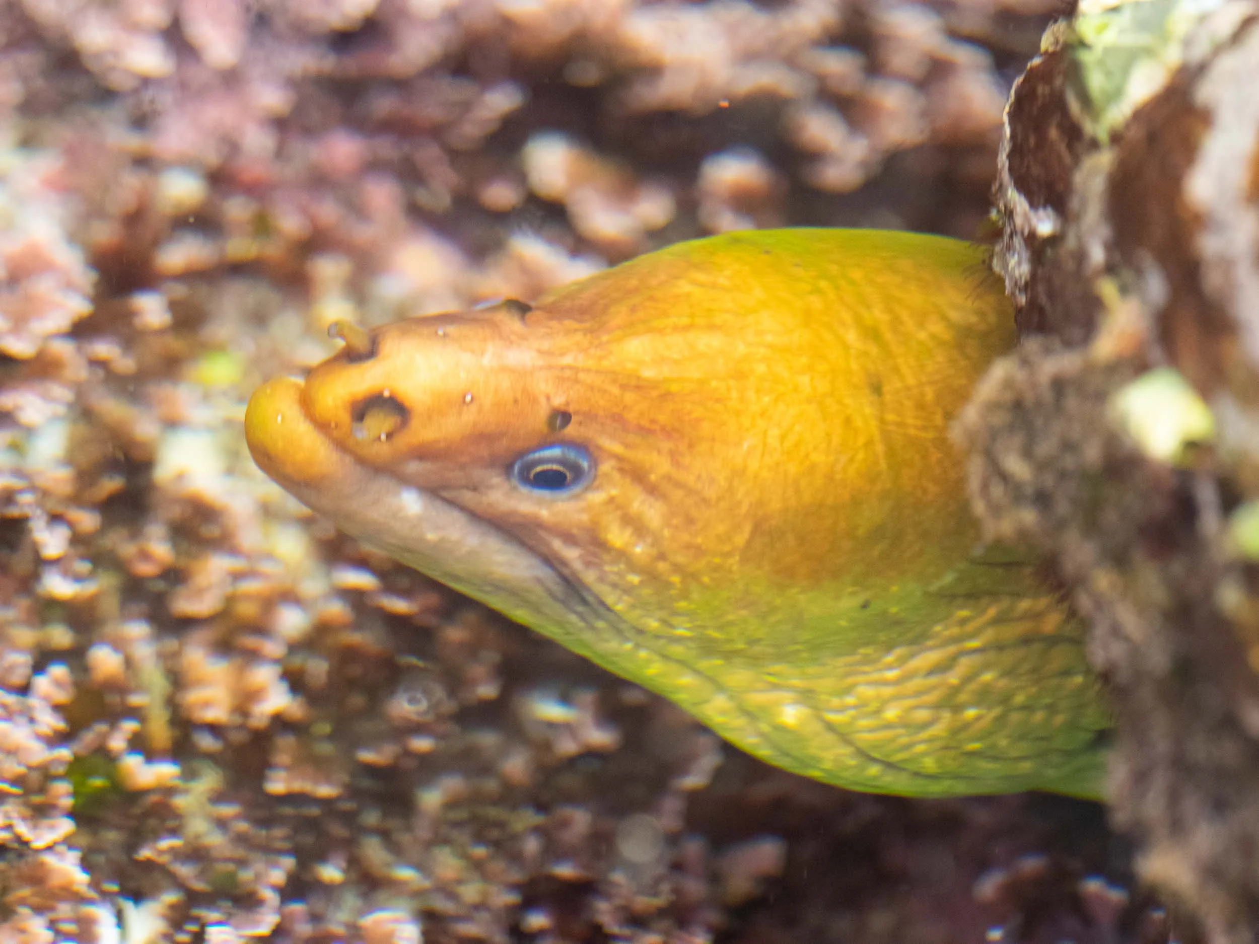 Gymnothorax prasinus (Green Moray Eel)