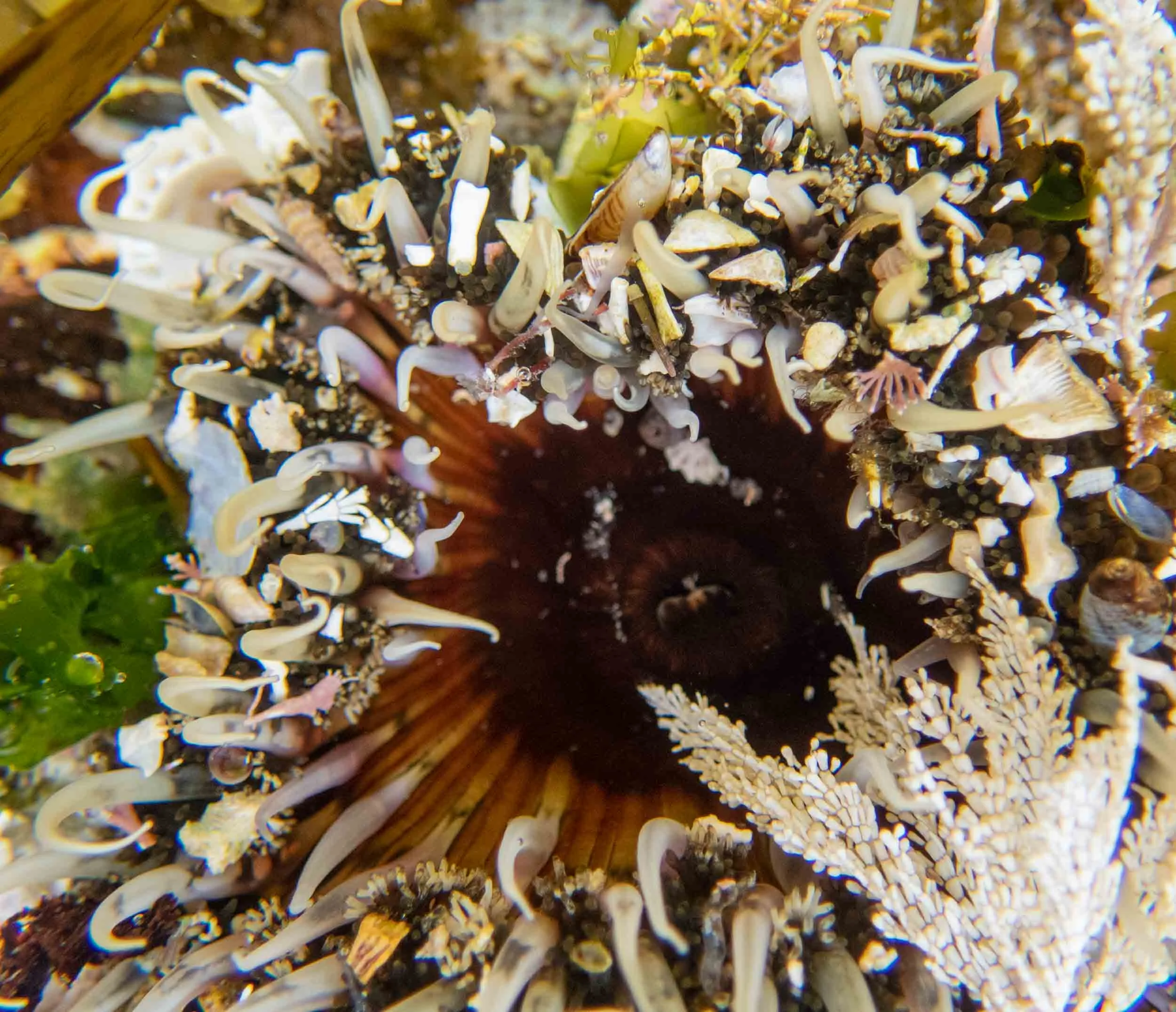 Oulactis muscosa (Decorator Anemone)