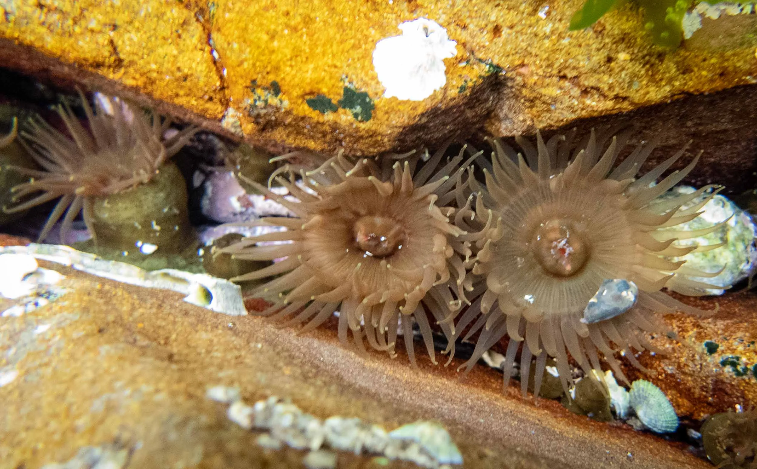 Anthopleura sp.