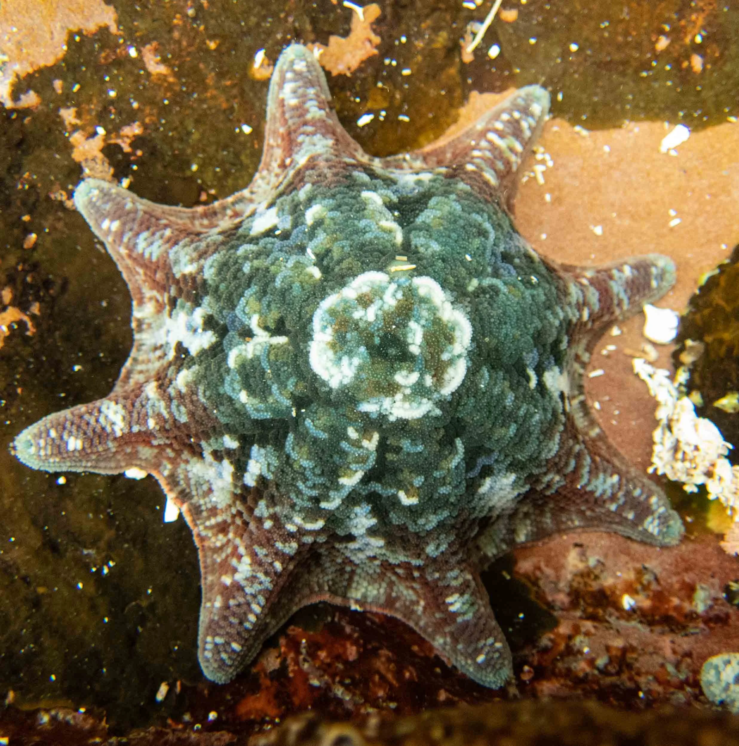 Meridiastra calcar