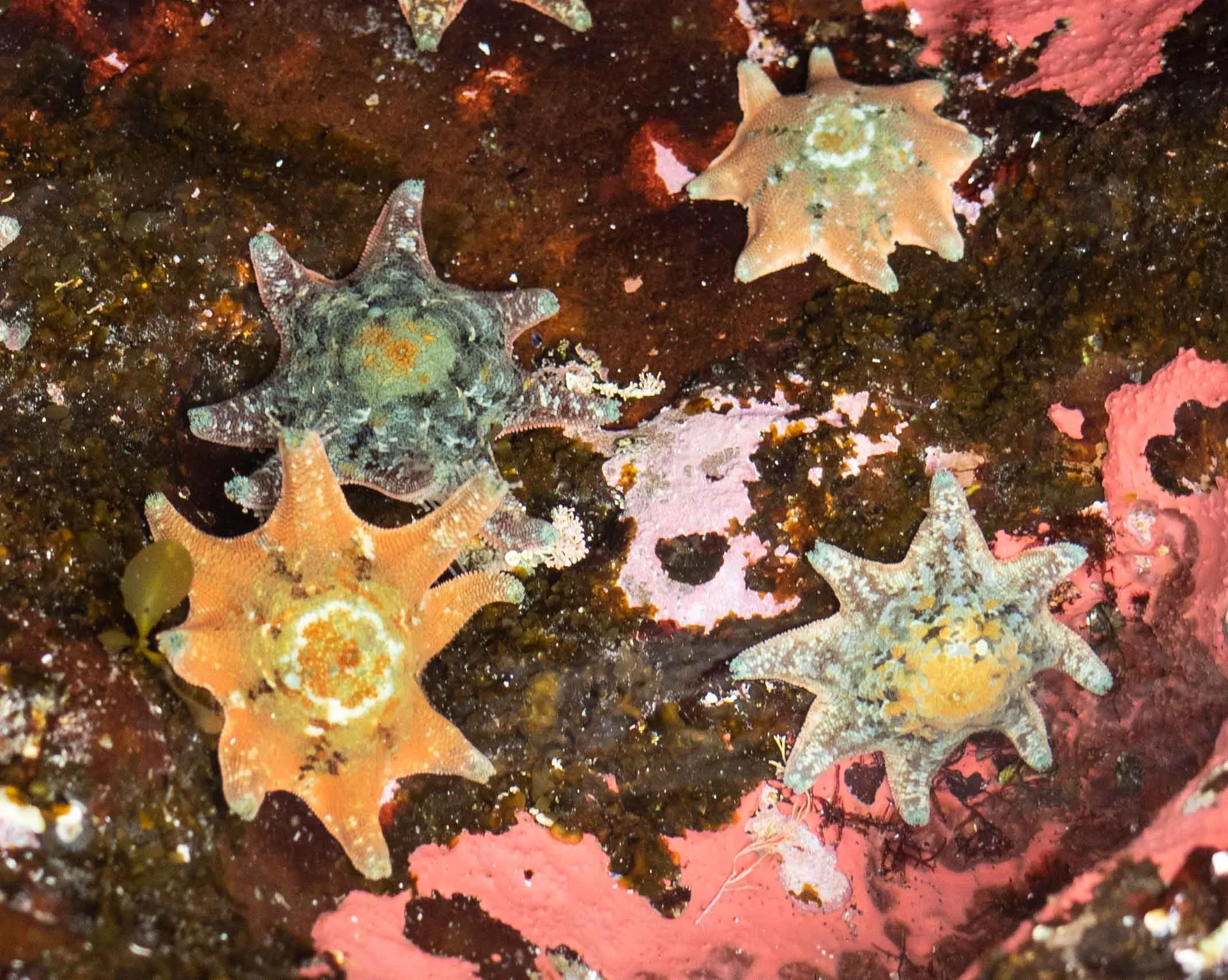 Meridiastra calcar