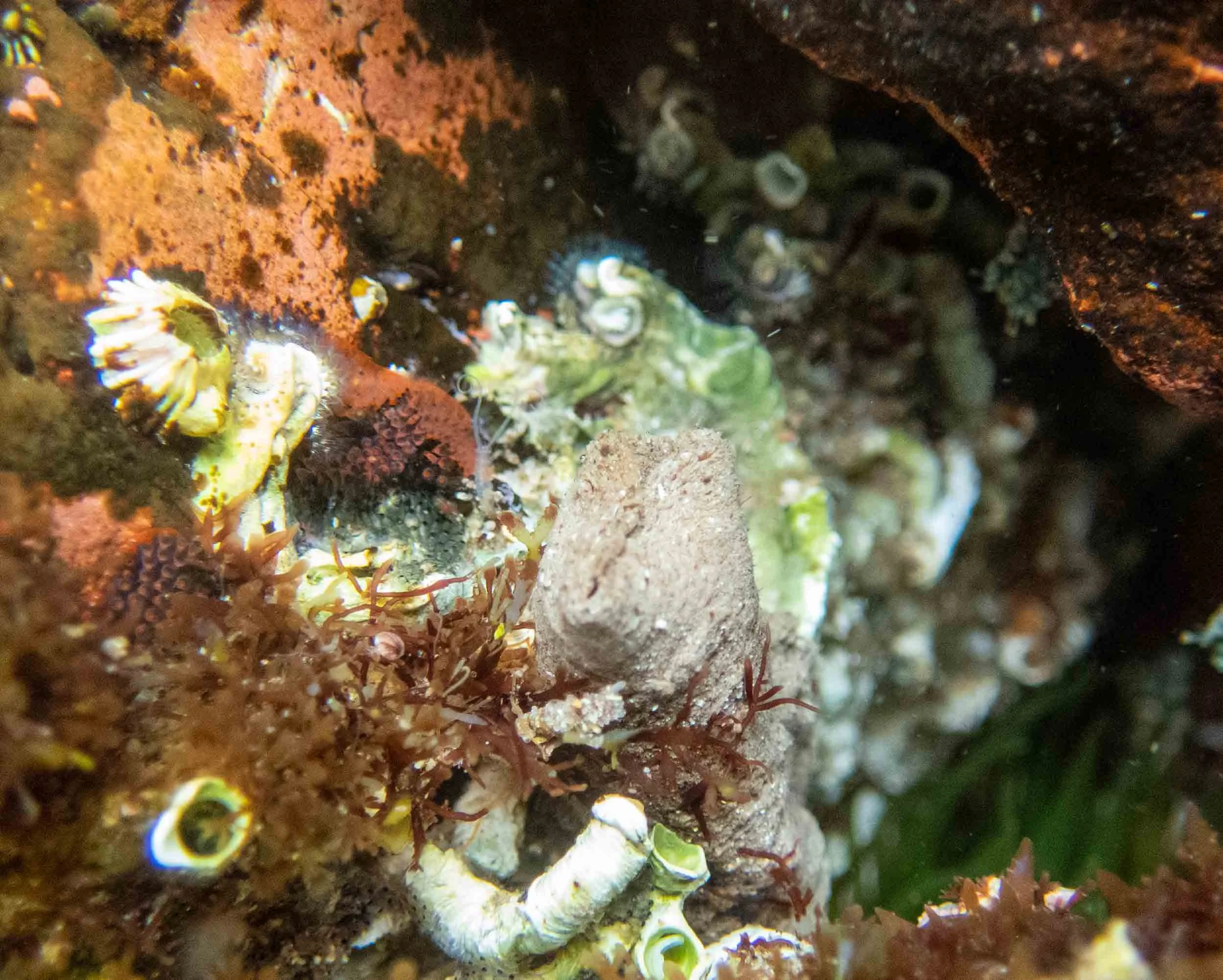 Sabellastarte sp. … Feather-duster worm