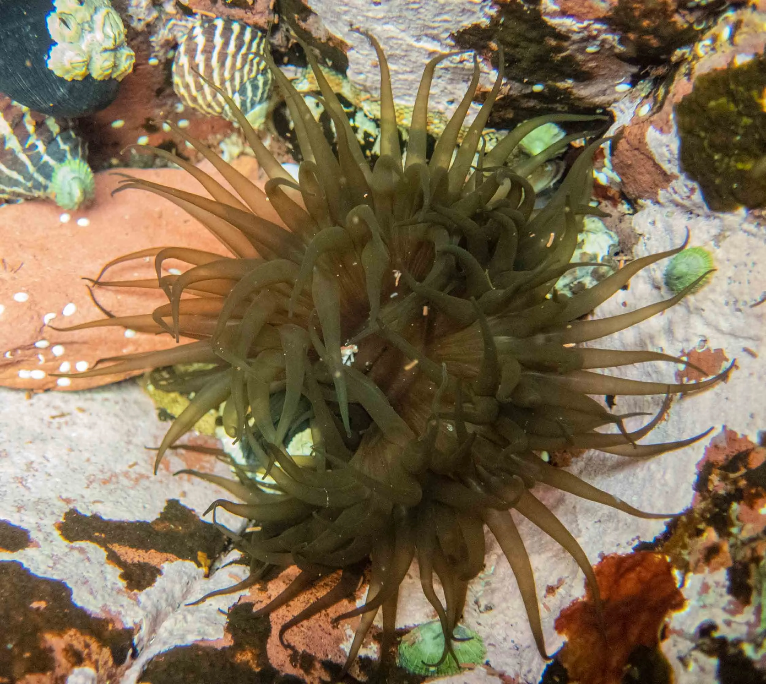 Aulactinia veratra … the green snakelock anemone