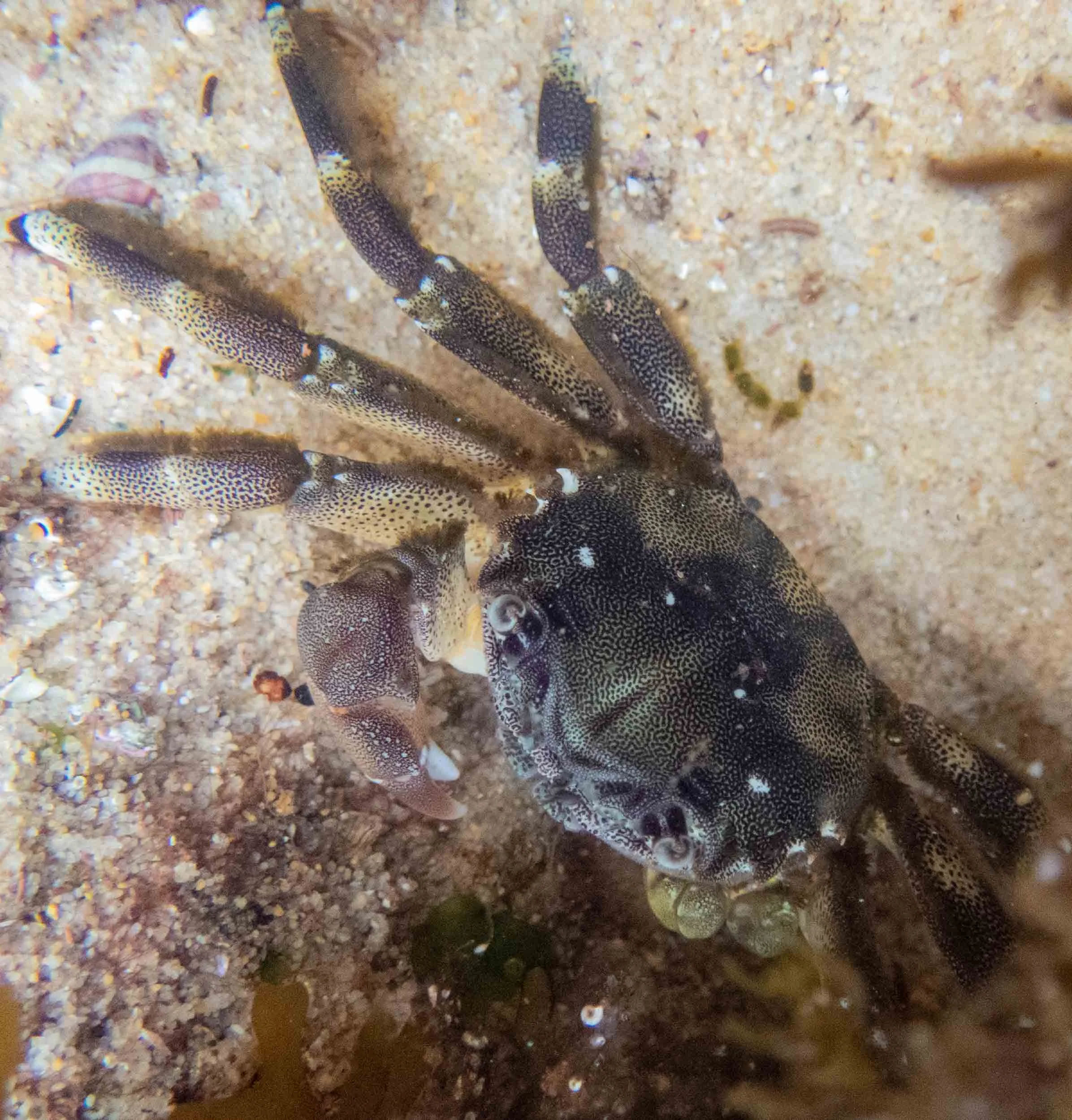 Davusia glabra … Shiny Bait Crab