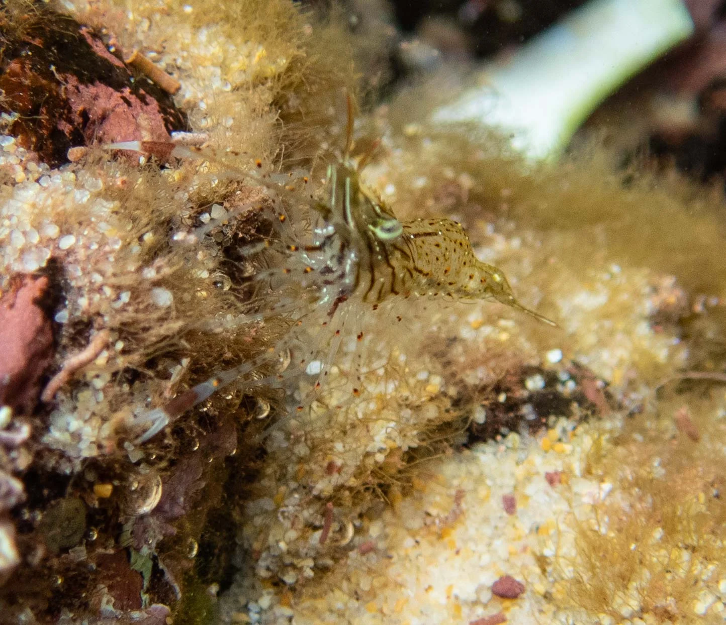 Palaemon serenus … Rock-pool Shrimp or ‘Red-handed Shrimp’ … showing those red hands