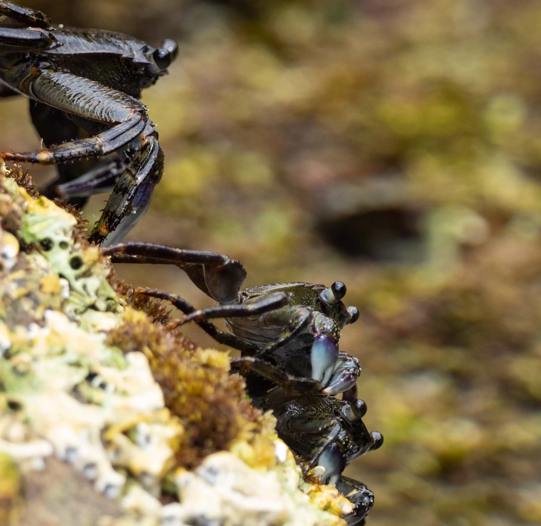 Leptograpsus variegatus