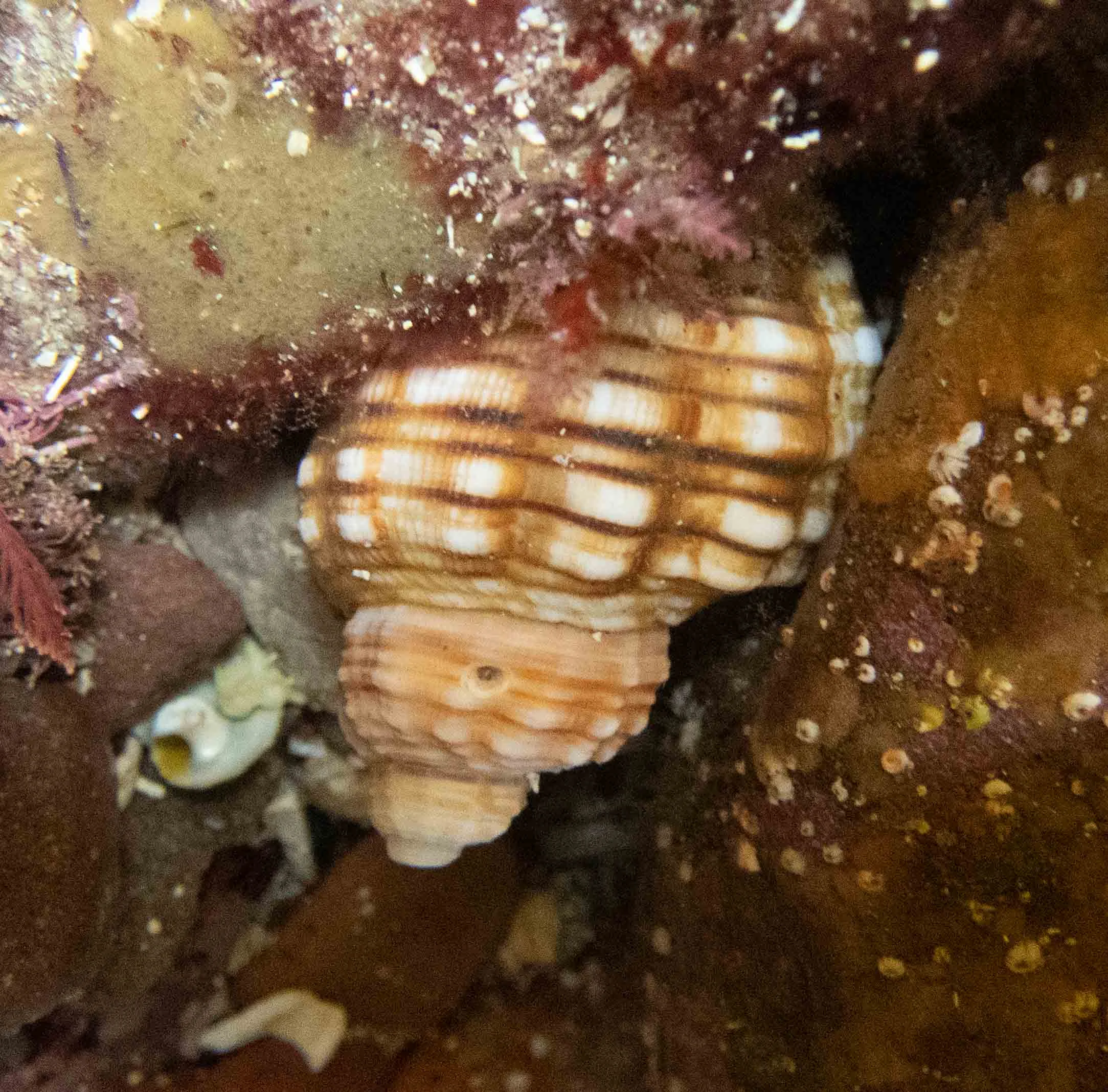 Cabestana spengleri … a Trumpet shell