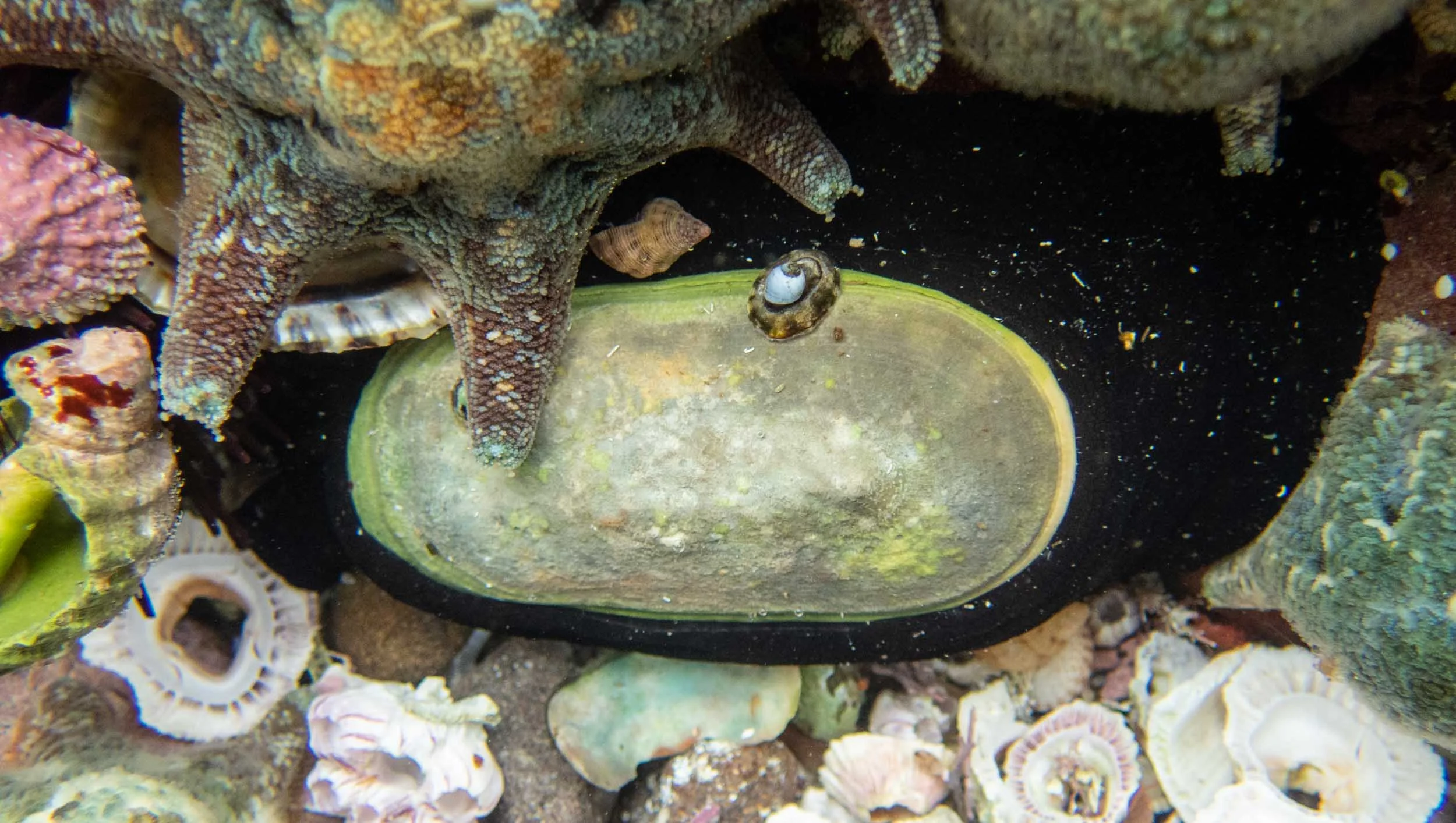 Scutus antipodes … Elephant Snail
