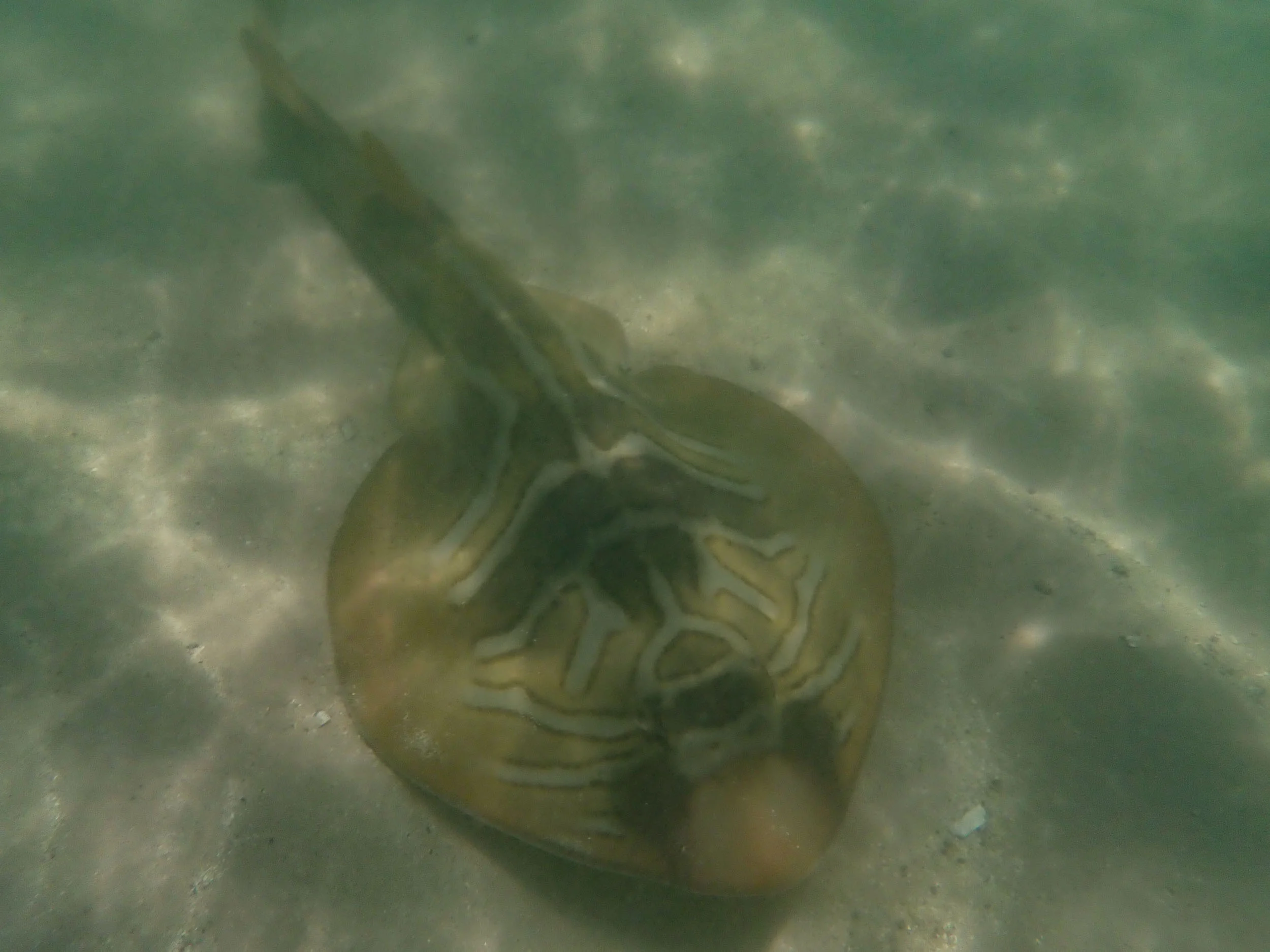 Trygonorrhina sp … Banjo Ray