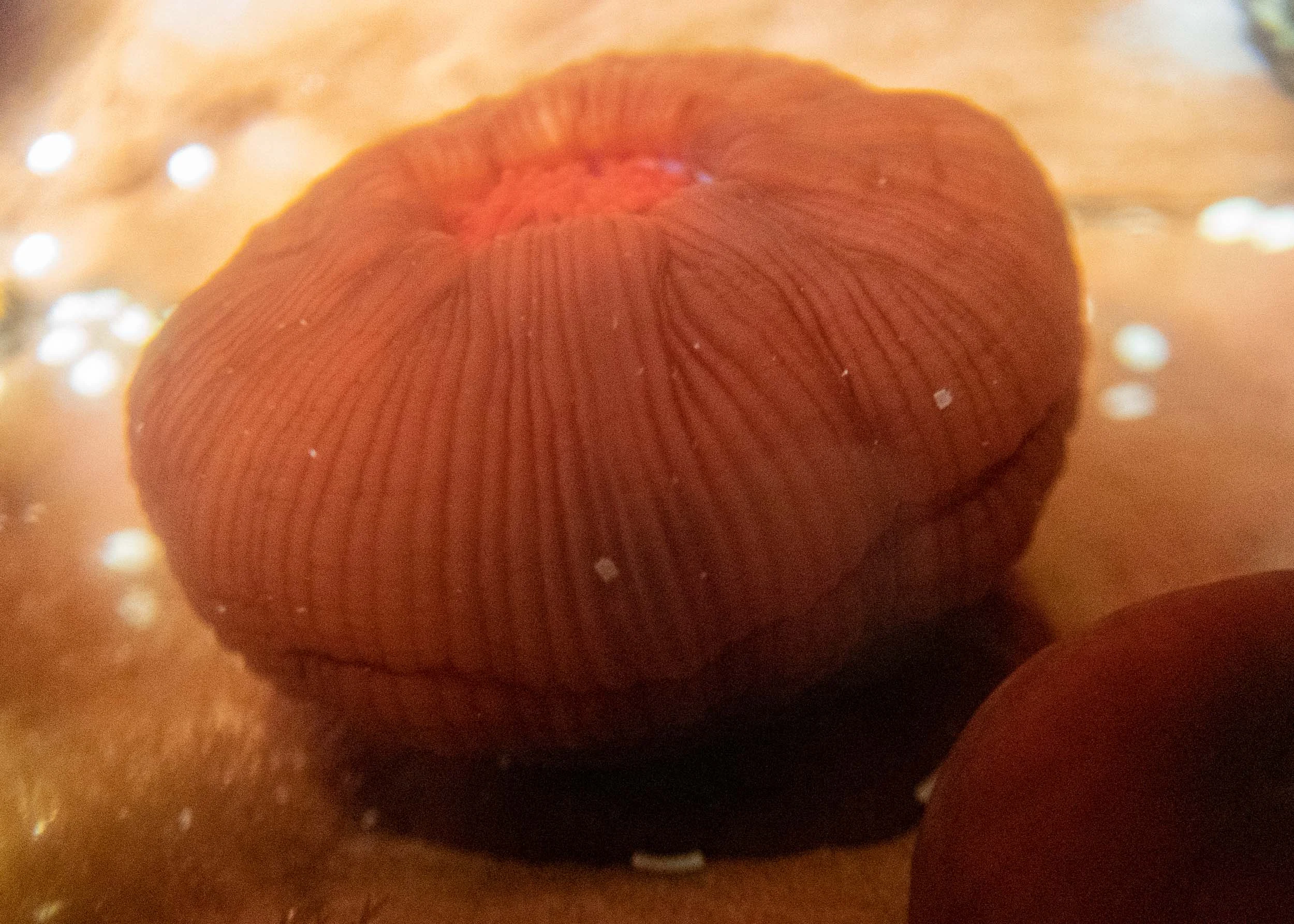 Actinia tenebrosa … Red Waratah Anemone