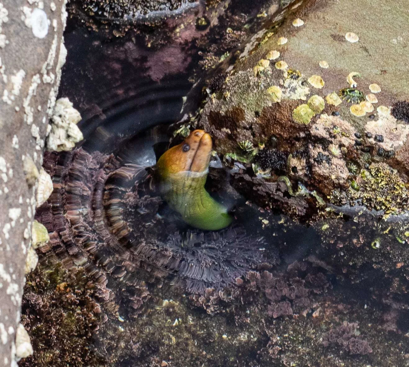 Gymnothorax prasinus (Green Moray Eel) …. frequently coming out of the water …