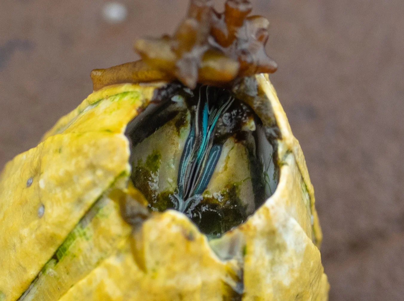 Austromegabalanus nigrescens … Giant Rock Barnacle