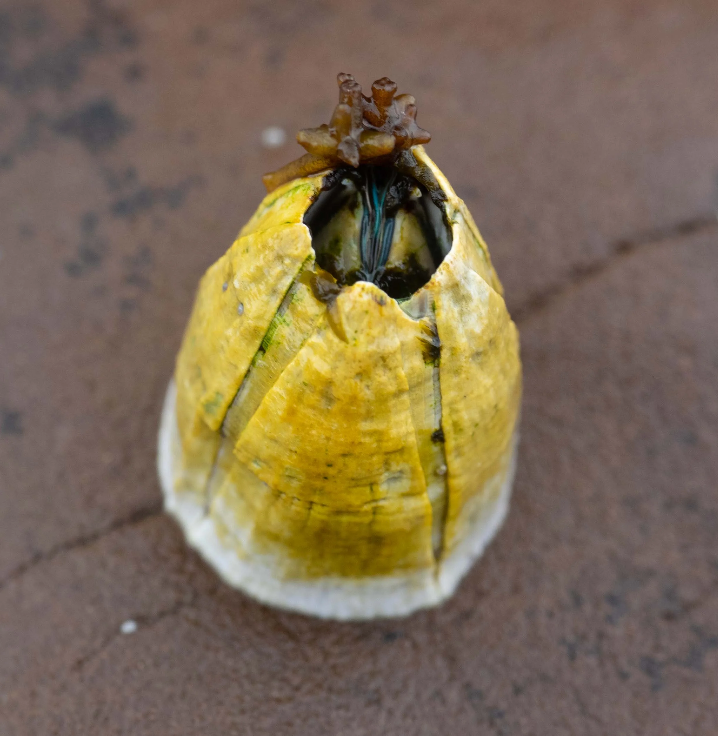 Austromegabalanus nigrescens … Giant Rock Barnacle