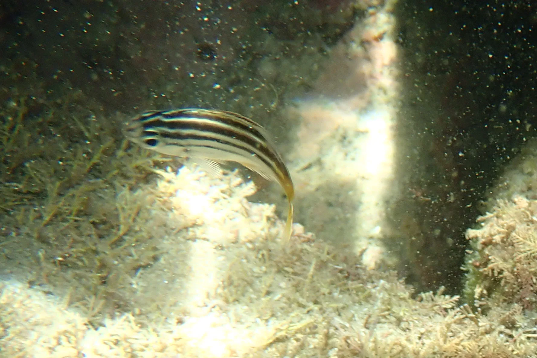 Atypichthys strigatus … Mado