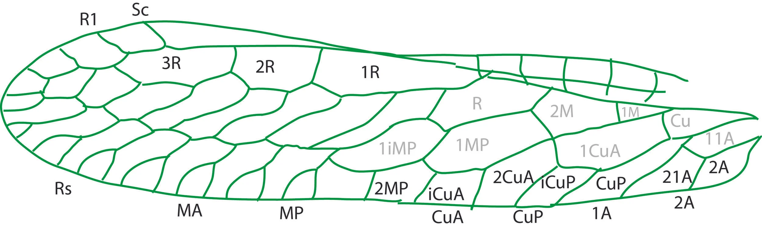 forewing venation
