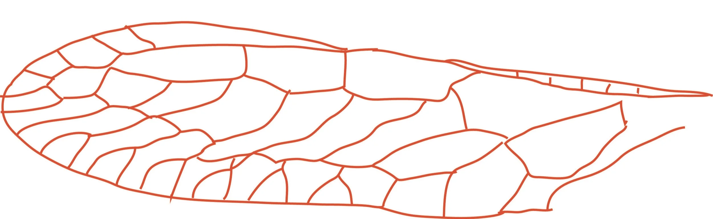 hindwing venation
