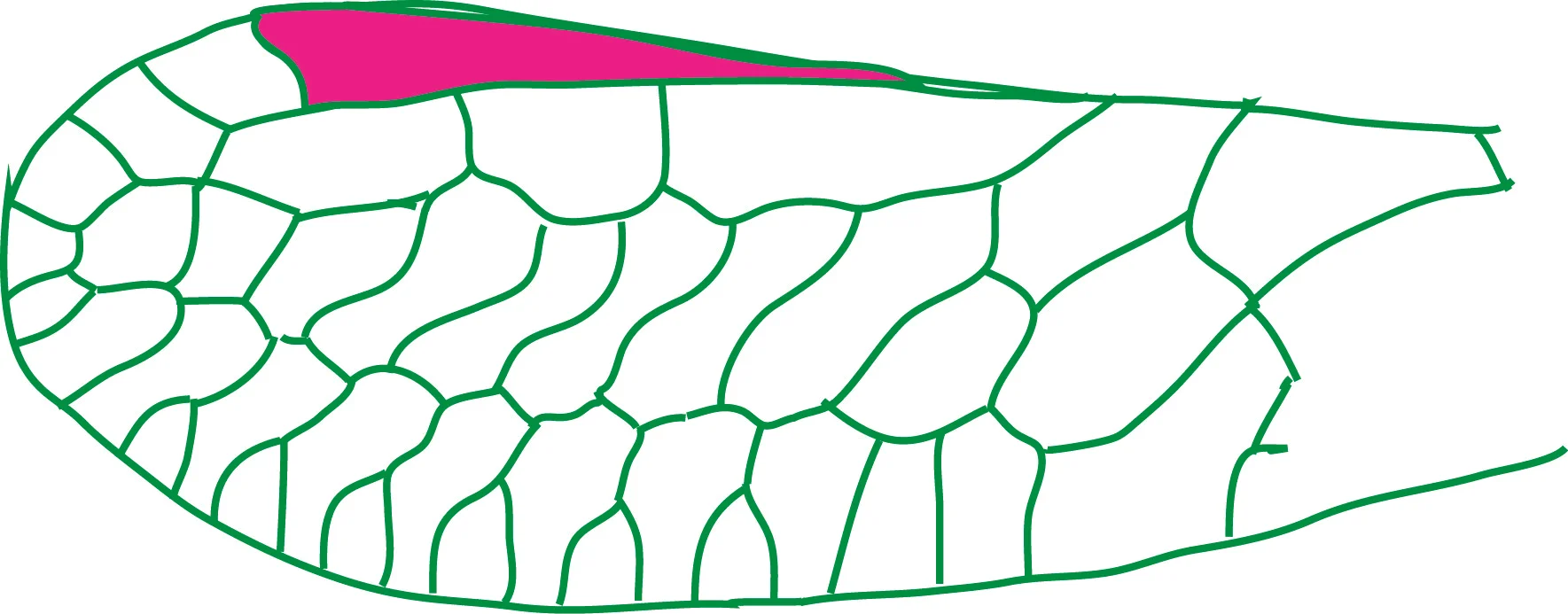 forewing venation