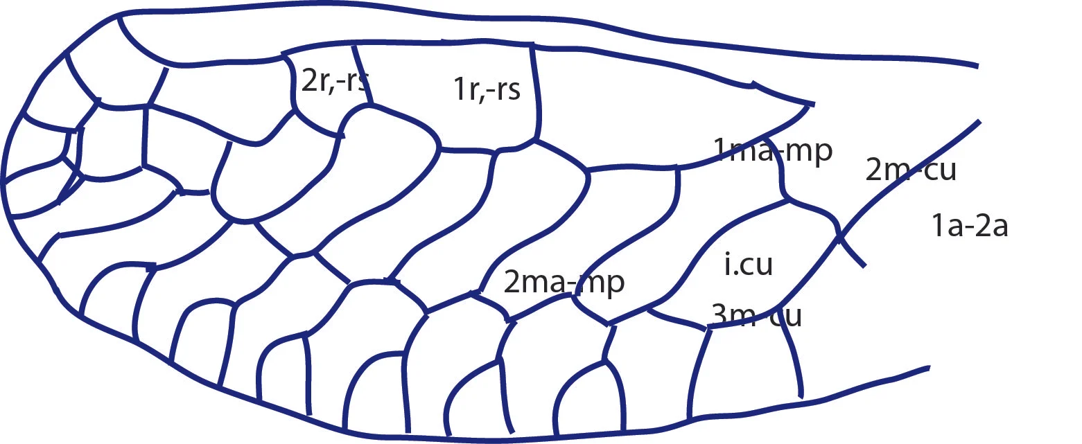 hindwing venation