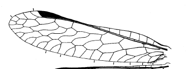 forewing Fig. 510