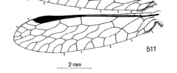 hindwing Fig. 511
