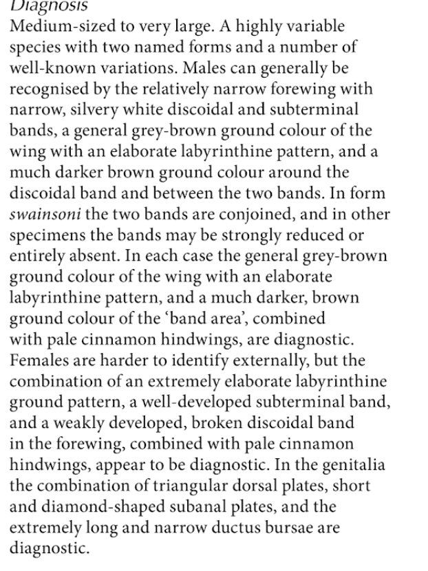 Extract from Simonsen, page 74, describing the species Abantiades labyrinthicus