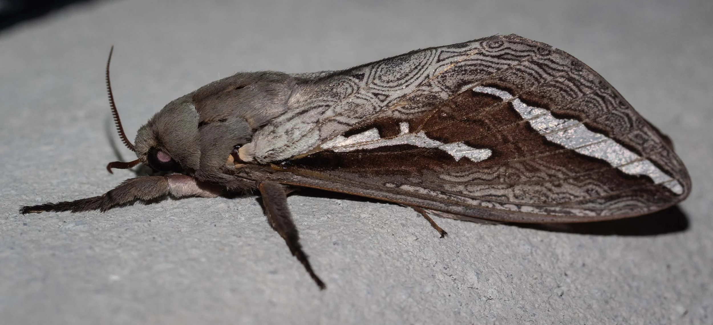 Forewing length (FL) 36mm; 5/3/19; Abantiades … ?