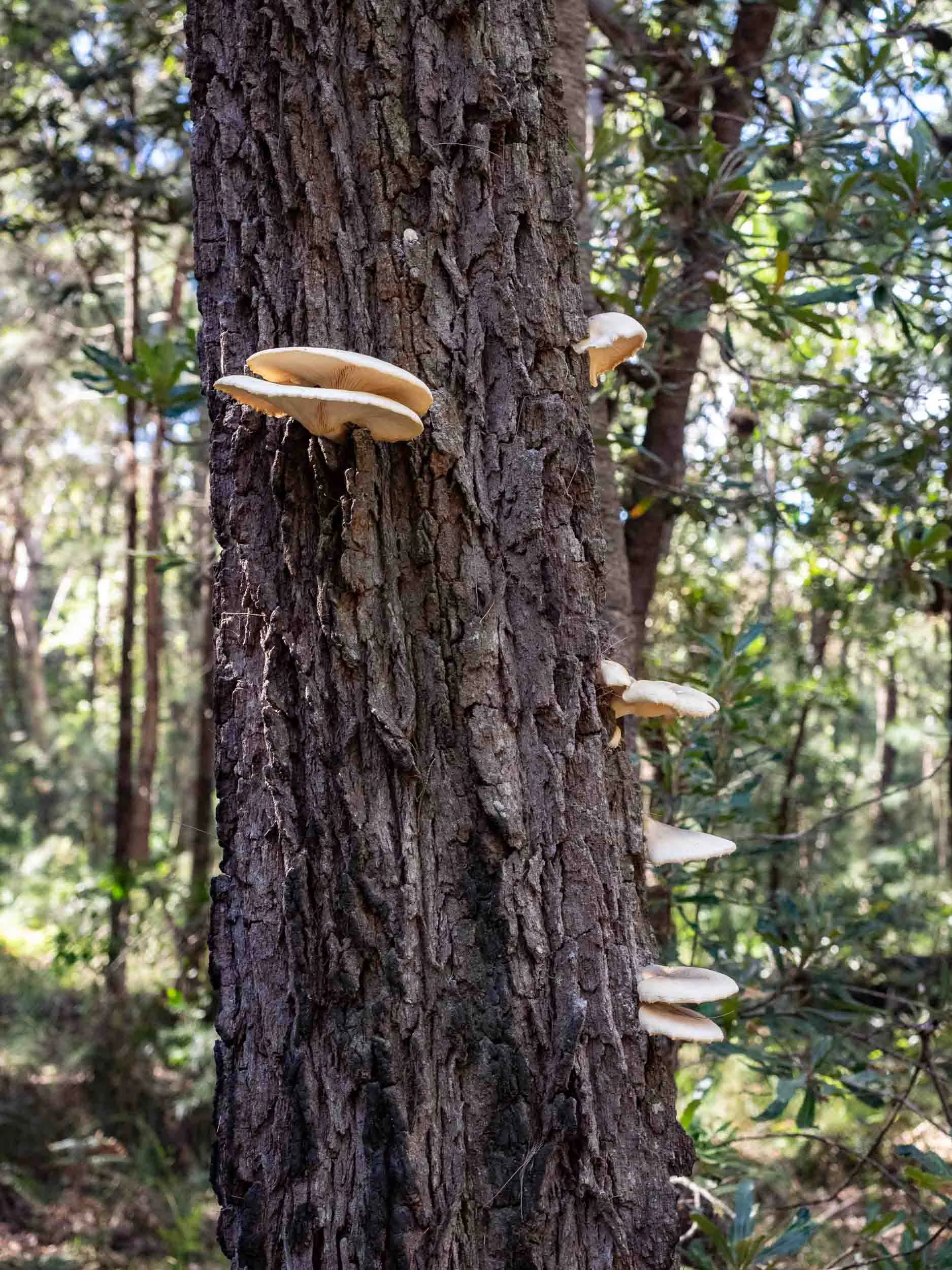 Ghost Fungus on the trunk of a dead Black She-oak tree ( Allocasuarina littoralis )