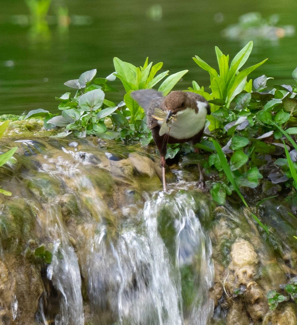 What is the Forest Bird in Northern Sweden: Discover Hidden Wonders