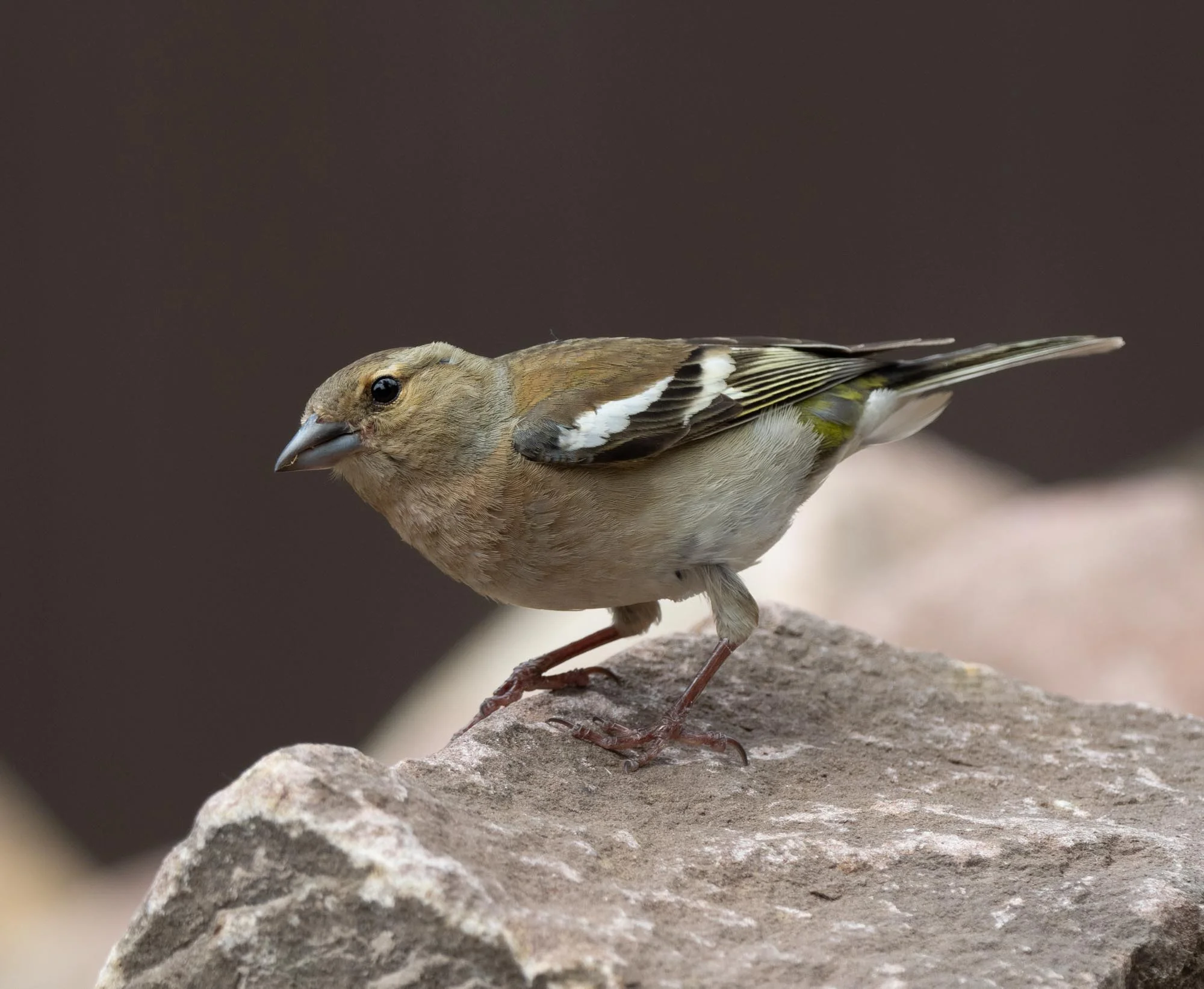Birds of northern Europe — Life in a Southern Forest