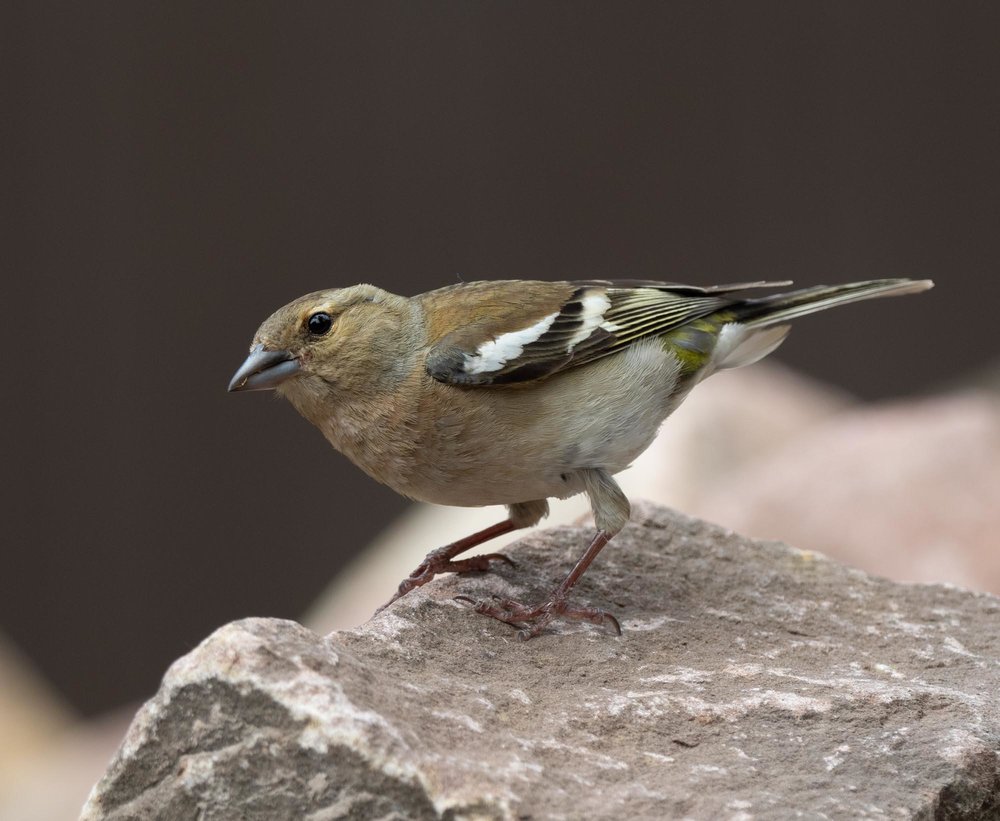 A Chaffinch searches for food among the stones
