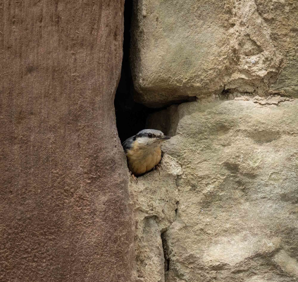 A Nuthatch makes its nest in a crack in a wall