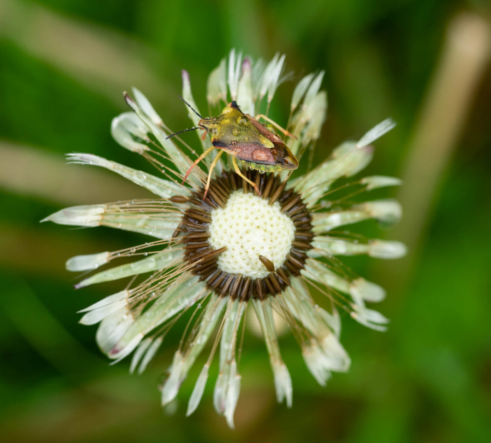 A Shield Bug (Dolycoris baccarum) rests on a dandelion